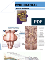 NERVIOS-CRANEALES.pdf