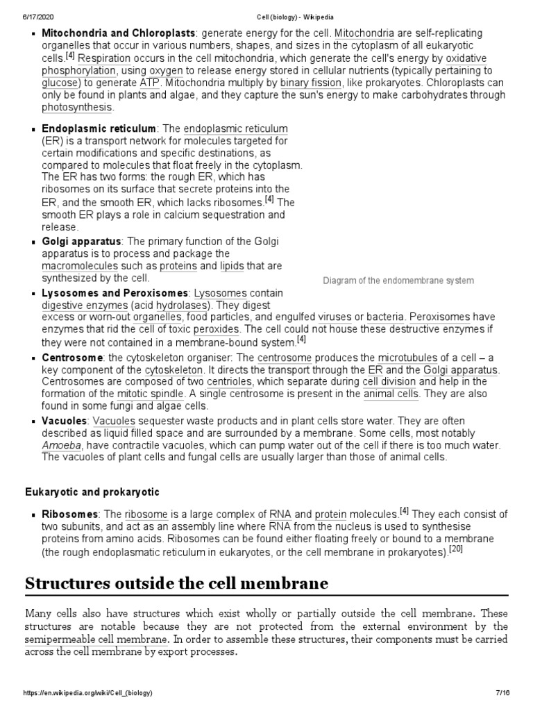 Structures Outside The Cell Membrane | PDF | Endoplasmic Reticulum ...