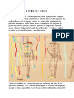 Proporțiile Corpului Uman