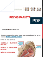 Anatomia - Pelvis 2