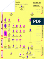 Also Called of Blood Cells: Hemopoiesis Continuos, Regulated