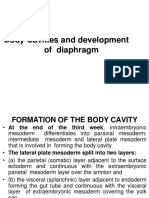 Body Cavities and Diaphragm 15