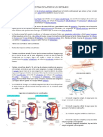 Biología-S. Circulatorio de Los Vertebrados