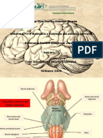 Tallo encefálico y nervios craneales