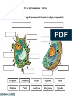 Celula Vegetalanimal PDF