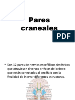 Pares Craneales