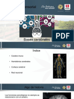 Bases Cerebrales PDF