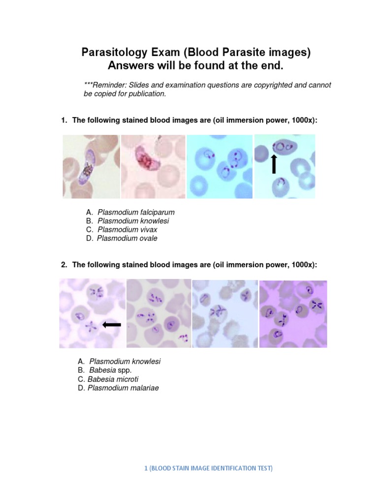 Blood Parasite Image Identification Test A Comprehensive Exam