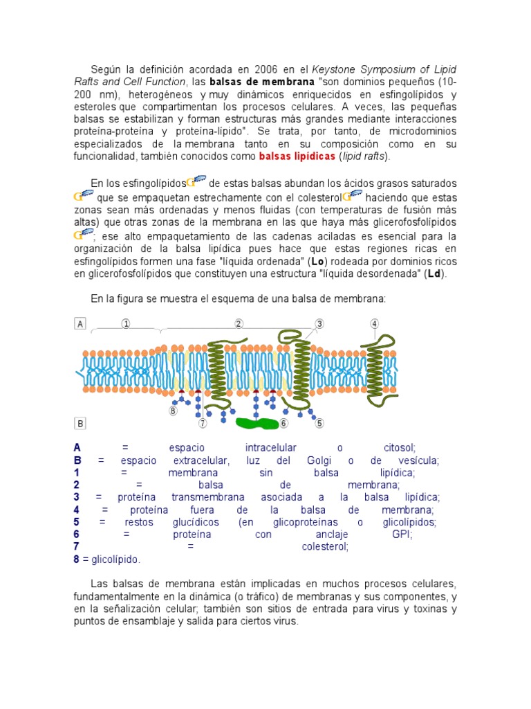 Balsas Lipídicas | PDF | Bicapa lipídica | Membrana celular