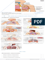 sistema respiratorio - Buscar con Google 2