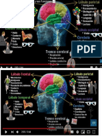 Partes Del Cerebro