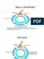 Why Does A Cell Divide?