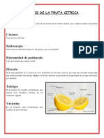 Partes clave de frutas cítricas