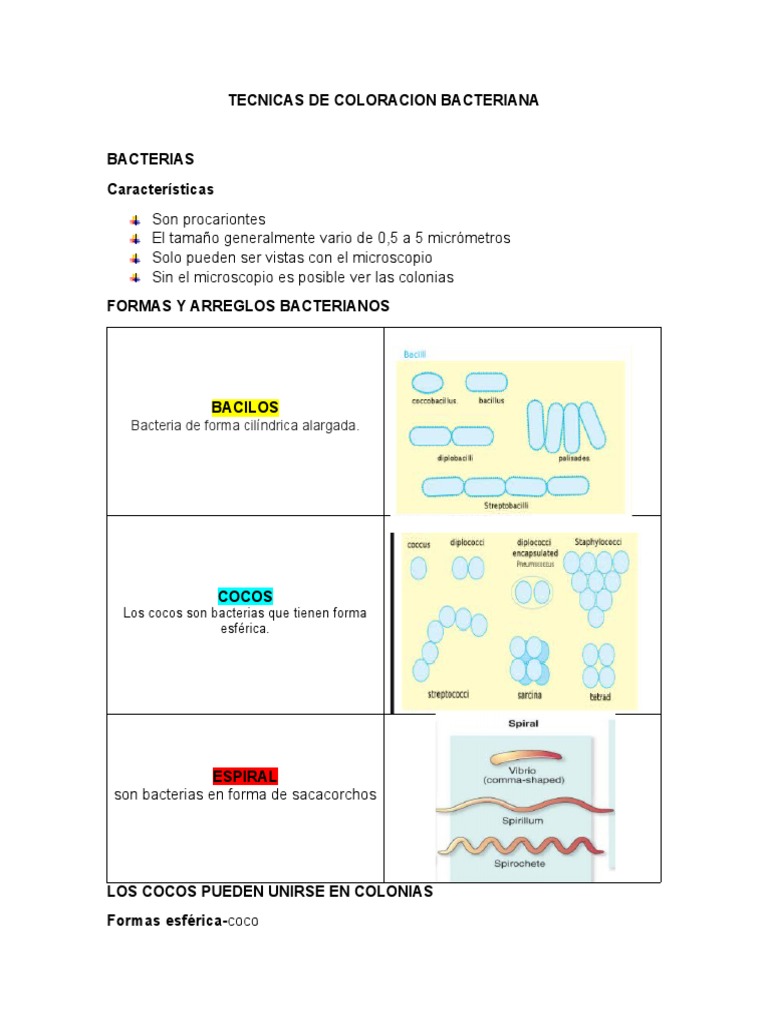 Tecnicas de Coloracion Bacteriana | PDF | Tinción | Las bacterias