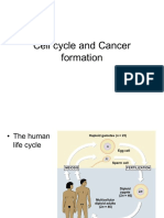 FO6 Cell Cycle and Cancer Formation