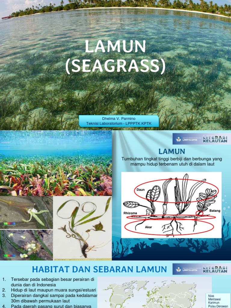 Manfaat dan Status Lamun di Indonesia | PDF
