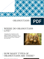 Maya Orangutan Assignment