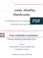 Liposomes, Micelles, Membranes: Architectures of Phospholipids Membrane Proteins
