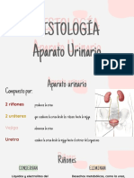 Histología Urinario PDF
