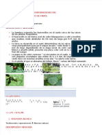 pdf-plagas-y-enfermedades-del-frijol