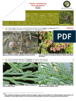 Identificación generos cupressaceae.pdf