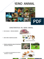 Diapositivas Guia 2 Reino Animal PDF