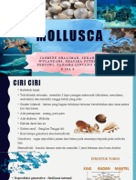 Mollusca Kelas dan Cara Reproduksi