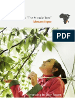 Moringa: "The Miracle Tree": Mozambique