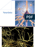 Neurônio: estrutura e funções