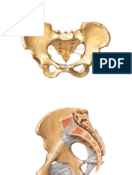 PELVIS