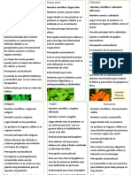 Plantas Medicinales Por Vanessa Feria Rubio