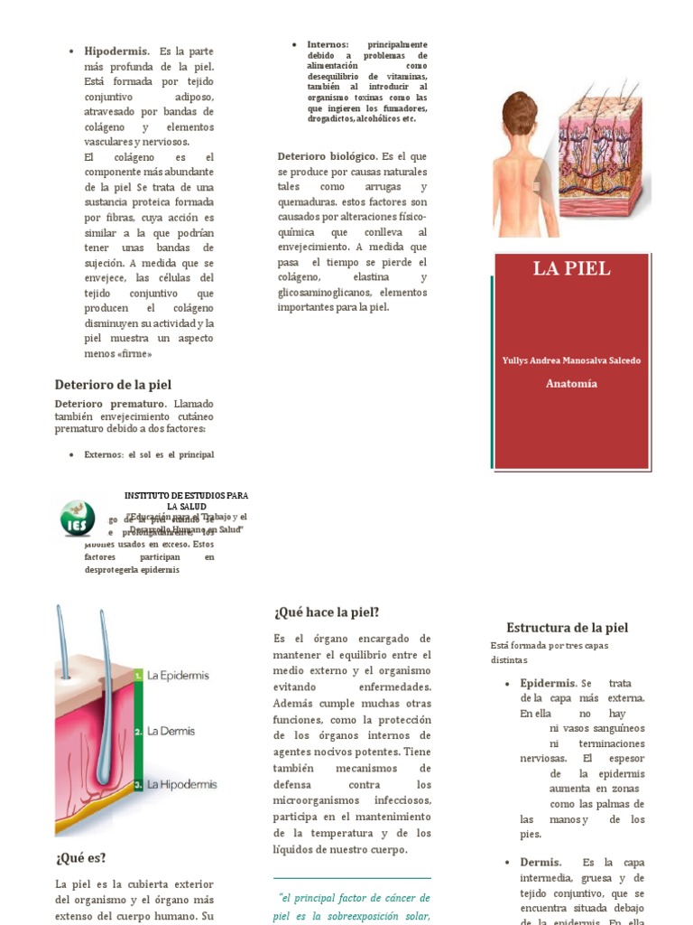 Folleto de La Piel | PDF | Piel | Organismos