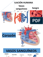 Sistema circulatorio humano: corazón, vasos sanguíneos y sangre