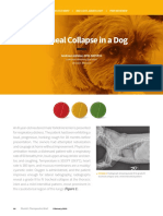 PTB - RLGL - Tracheal Collapse in A Dog 45776 Article PDF