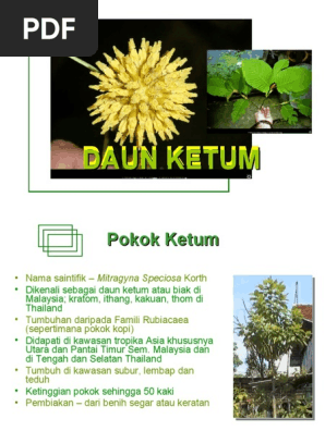 Daun Ketum Pdf
