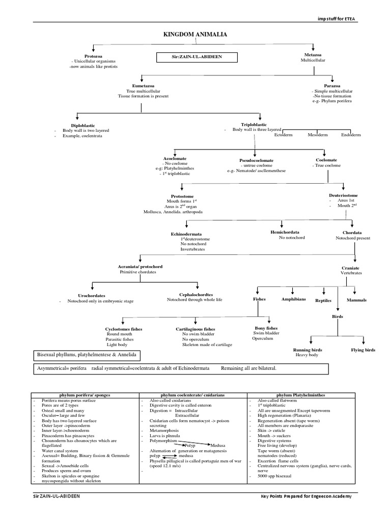 Key Points KINGDOM ANIMALIA Engeecon | PDF | Invertebrate | Zoology