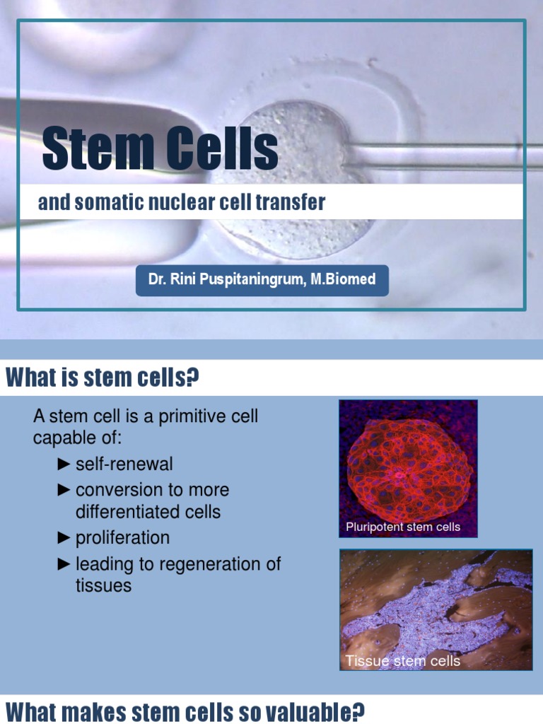Stem Cells and Somatic Nuclear Transfer | PDF | Stem Cell | Cell Potency