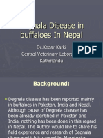 Degnala in Buffaloes in Nepal