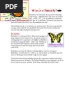 Download Butterfly Information by MissHackett SN4739442 doc pdf
