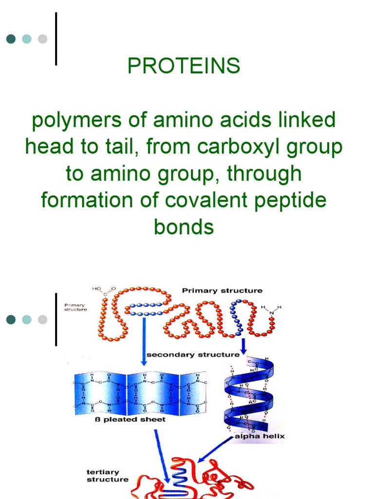 Proteins Polymers of Amino Acids Linked Head To Tail, From Carboxyl Group To Amino Group