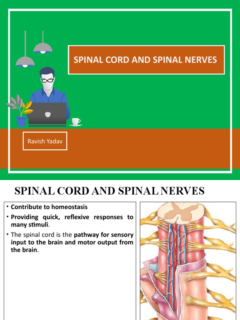 Spinal Cord and Spinal Nerves | PDF | Vertebral Column | Spinal Cord