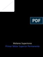 1 Molares Superiores2 PDF