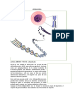 Cromosoma y Sus Partes