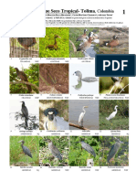 Aves Bosque Seco Tropical Tolima PDF