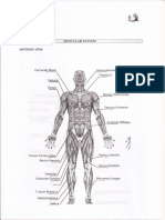 Muscles_front_view.pdf