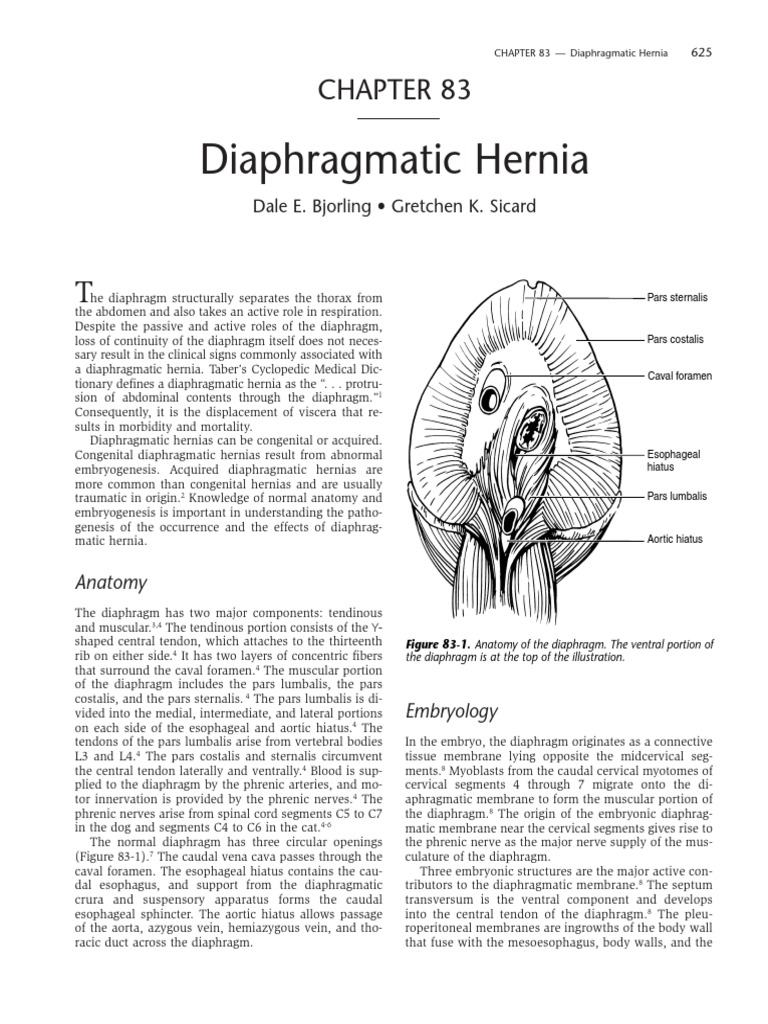 Understanding Diaphragmatic Hernias | PDF | Esophagus | Medical Specialties
