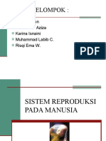 Sistem Reproduksi Pada Ma