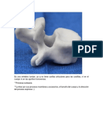 Vertebra Lumbar PDF