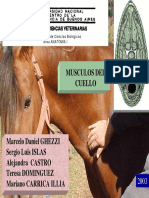 musculos del cuello.pdf