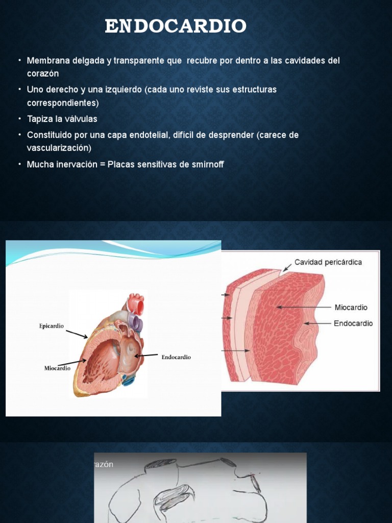 Estructura y Función del Endocardio | PDF | Fisiología Cardiovascular ...